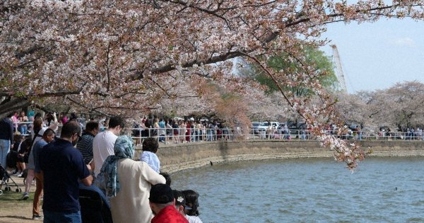 サンデーコラム：ワシントンに送った「桜のエース」＝平野光芳・ワシントン支局長 | 毎日新聞