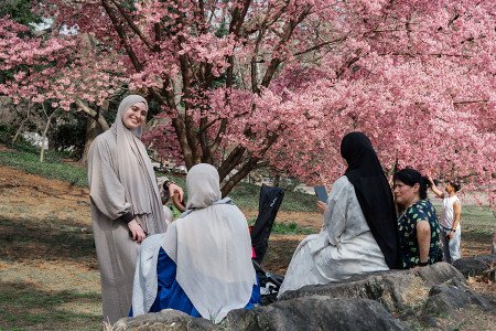 ◎ニューヨークの桜