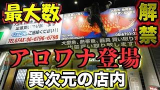 『解禁』日本一アロワナのいるお店⚡️衝撃の店内⚡️公開　アロワナ専門店特集『大阪キングコング』140匹紅龍　フルゴールデンヘッド過背金龍金大量　藍底過背金龍金　#アジアアロワナ