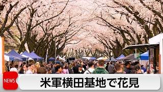 米軍横田基地でサクラ・スプリング・フェスティバル　散りゆく桜を惜しむ来場者