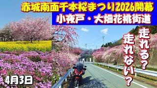 見頃【赤城千本桜＆花桃街道＆穴場スポット紹介】赤城南面千本桜まつり2026開幕！小夜戸・大畑花桃街道バイクツーリングやドライブで走れるのか？走れないのか？草木ダム桜やわ鐵神戸駅の花桃など最新状況