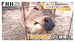 “迷いシカ”能勢温泉でノビノビ　愛称は「シカやん」に？（2026年03月30日）