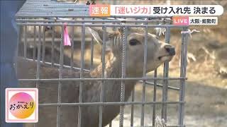 【速報】大阪の“迷いジカ”　受け入れ先が決まる　能勢温泉のキャンプ場から中継