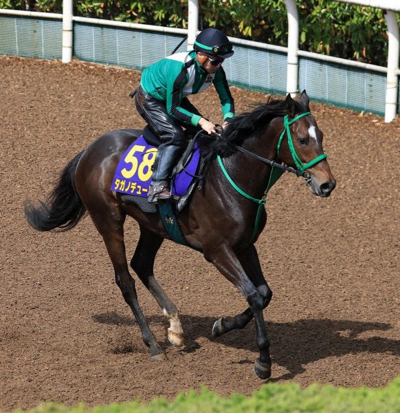 【大阪杯】（14）タガノデュード　コース形態合う「追い切り後の気配もいい」（スポニチアネックス） - Yahoo!ニュース
