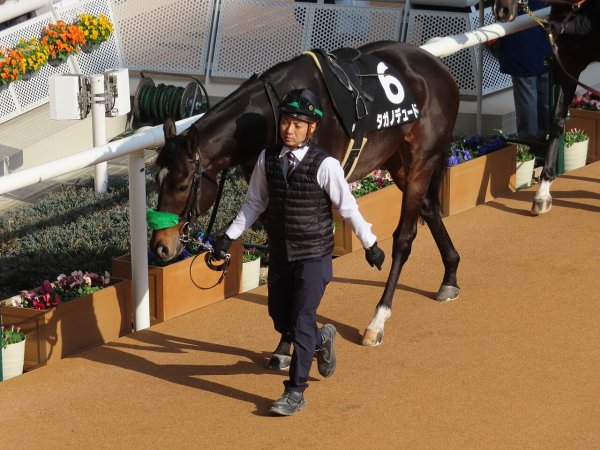 タガノデュード