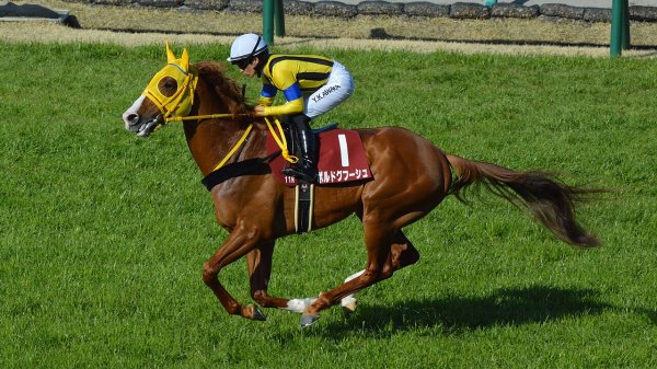 ボルドグフーシュ