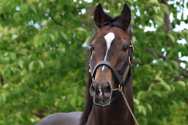 キタサンブラック 有り得ないところからキックが飛んでくる？ たてがみをシャンプーされるとすぐにトロン【もうひとつの引退馬伝説】｜テレ東スポーツ：テレ東