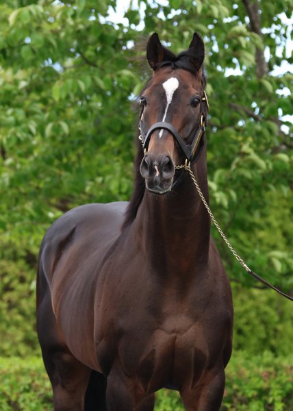 キタサンブラック 有り得ないところからキックが飛んでくる？ たてがみをシャンプーされるとすぐにトロン【もうひとつの引退馬伝説】（テレ東スポーツ） - Yahoo!ニュース