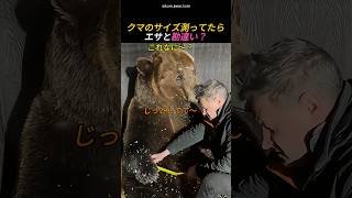 クマのサイズ測ってたらエサと勘違い？
