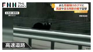 冬眠明けのクマ撮影「出てきた…でかい」 タンチョウと“にらみ合い”も 北海道各地で出没情報相次ぐ（2026年04月01日）