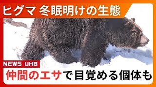 【ガリガリガリ！扉を叩くクマ】冬眠明けの生態…北海道別海町でシカ捕食するクマ“衝撃映像”2025年秋のドングリ不作が2026年春まで影響_仲間の"エサ"で目覚める個体も