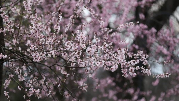 Vreme cu 25 de grade vremea, dar lapoviță și ninsoare la munte. Prognoza meteo pentru luni, 6 aprilie 2026