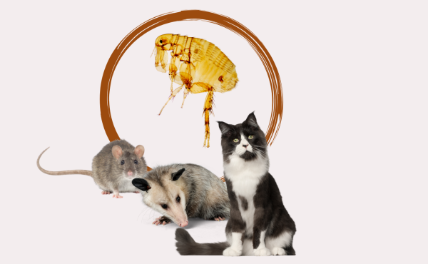 Santa Monica and Central Los Angeles are among the sites of recent and alarming typhus outbreaks - Santa Monica News, Events & Local Politics | Santa Monica Mirror