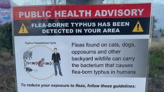 Flea-borne typhus warnings issued throughout Orange County