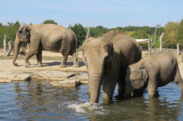 Le PAL. Ce parc d'attractions et zoo rouvre avec une nouveauté majeure, voici laquelle