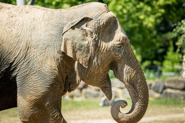 Quoi de neuf pour la nouvelle saison du parc animalier et d'attractions Le Pal?