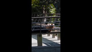 What Happens Next After F1 Cancels 2 Races?