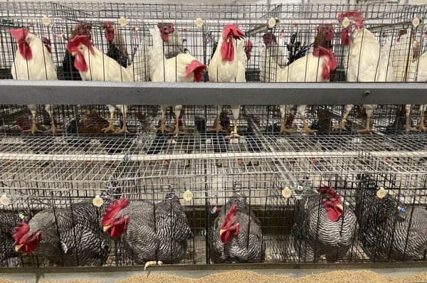 University of Saskatchewan hatches plans for new egg-laying facility