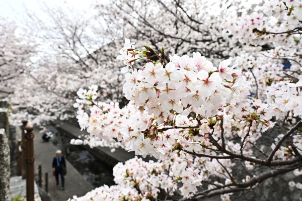 【動画】福岡で桜が「満開」でも…開花が遅れ「さくらまつり」は3日間延長