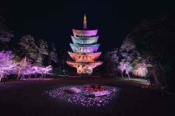 【大河ドラマ『豊臣兄弟！』で話題】秀吉が愛した「醍醐の花見」を親子で体験！ 春の京都・歴史さんぽ（HugKum） - Yahoo!ニュース