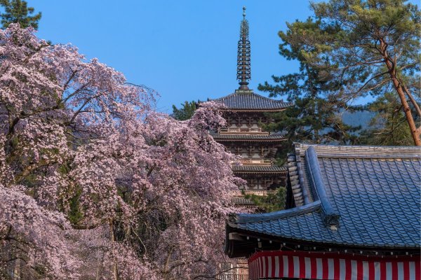 豊臣秀吉が愛した【世界遺産 醍醐寺】で「醍醐の花見」気分を味わう｜京都・桜の名所巡り | 朝日新聞デジタルマガジン＆[and]