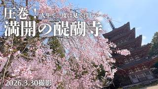 【桜満開京都・醍醐寺】人生で一度は見てほしい…満開の「花の醍醐」が別格すぎた