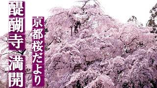 【2026.3.28】秀吉が愛した世界遺産。京都、醍醐寺の桜が『今』、過去最高に美しい。満開の京都を歩く| Kyoto Cherry Blossoms 2026 Full Bloom