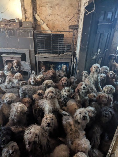 Rescuers find 250 dogs crammed into a single UK home