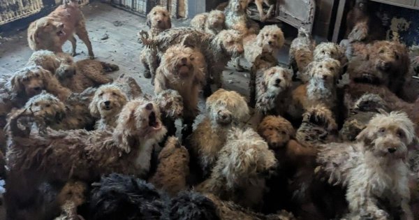 Cockapoos left with major sight loss after 250 dogs found in one home