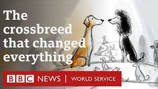 The invention of the labradoodle - Witness History podcast, BBC World Service