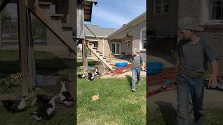 Duck resort 🦆 #mobile #coop #ducks #resort #livingthedream #workfromhome #farmlife #waterfowl