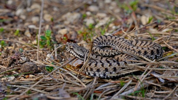 La randonnée tourne au cauchemar : un Américain de 37 ans se fait mordre par un serpent lors d’une sortie en Isère