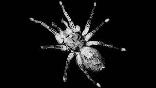 Morsure - Prima Materia (Full EP)