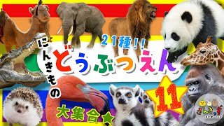 【子供向け どうぶつアニメ】動物園へ行こう！part11☆どうぶつえんで人気の動物が21種類も大集合！ライオン ゾウ パンダ｜動く動物図鑑で動物の名前を覚えよう◎ 【子供が喜ぶ 動物の知育動画】
