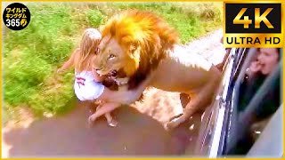 カメラに捉えられた最も残酷な動物の襲撃40選 | 野生動物の襲撃 #69