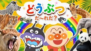 アンパンマンがサファリパークで大冒険！どうぶついっぱい知育動画【動物園】【アンパンマン】