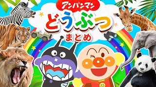 大人気！アンパンマン動物園まとめ🦁どうぶついっぱい知育動画【動物】【アンパンマン】