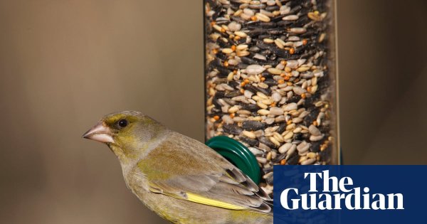Take down bird feeders this summer to cut spread of avian disease, says RSPB