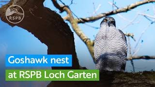 Live Goshawk nest camera | RSPB Loch Garten