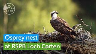 Live Osprey nest camera | RSPB Loch Garten