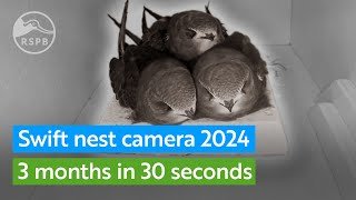 Look inside a Swift nest box - 3 months in 30 seconds | RSPB