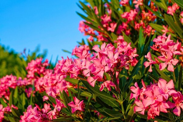 Laurier-rose : l’astuce méconnue des pépiniéristes pour obtenir une floraison spectaculaire dès ce printemps