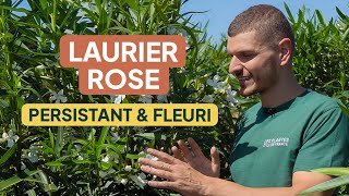 LAURIER ROSE 🌸 – Plante persistante à longue floraison + Conseils de plantation et d’entretien