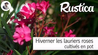 Comment hiverner le laurier-rose cultivé en pot