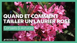 Quand et comment tailler un laurier rose au jardin ou en pot  ? - Truffaut
