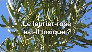 Le laurier rose :  une plante TOXIQUE ❌