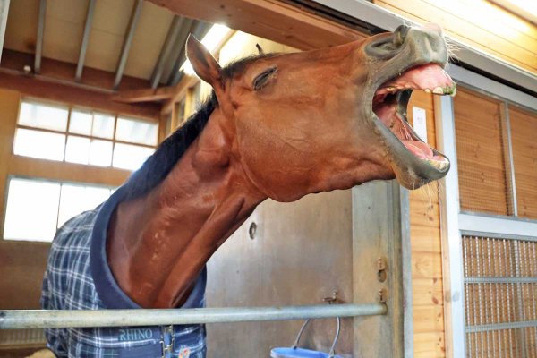 【皐月賞】カヴァレリッツォが〝歴史的〟Vへ！　父譲りの「速力」と「血」を知り尽くすトレーナーの存在が後押し