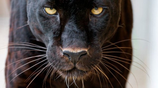 The reports of ’big cats’ made to police in five years