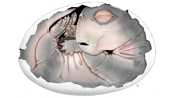 Proto-mammals laid eggs, paleontologists finally confirm