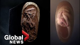 Perfectly-preserved dinosaur embryo found inside fossilized egg in China